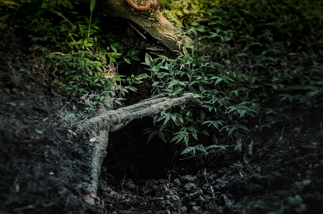 Wild hogs spotted on campus