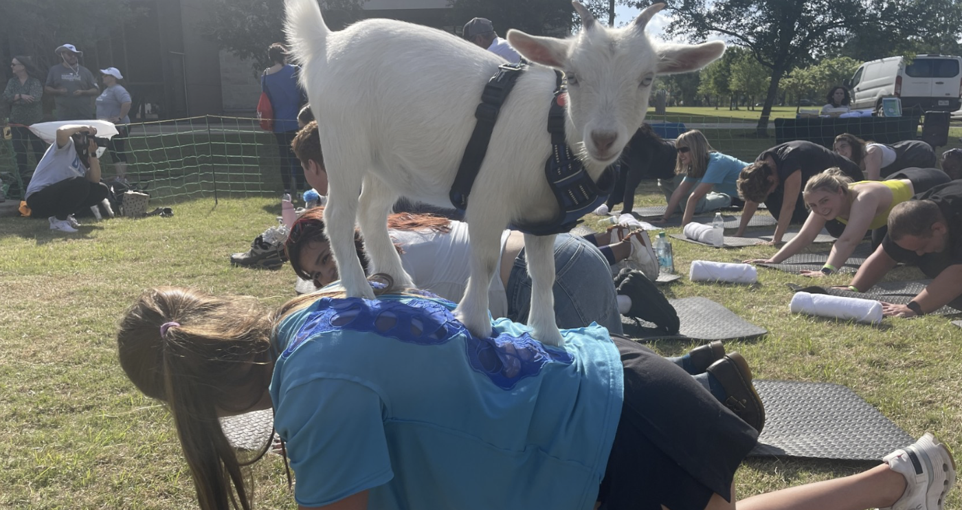 First-Ever Fit Fest Draws Crowd with Goat Yoga