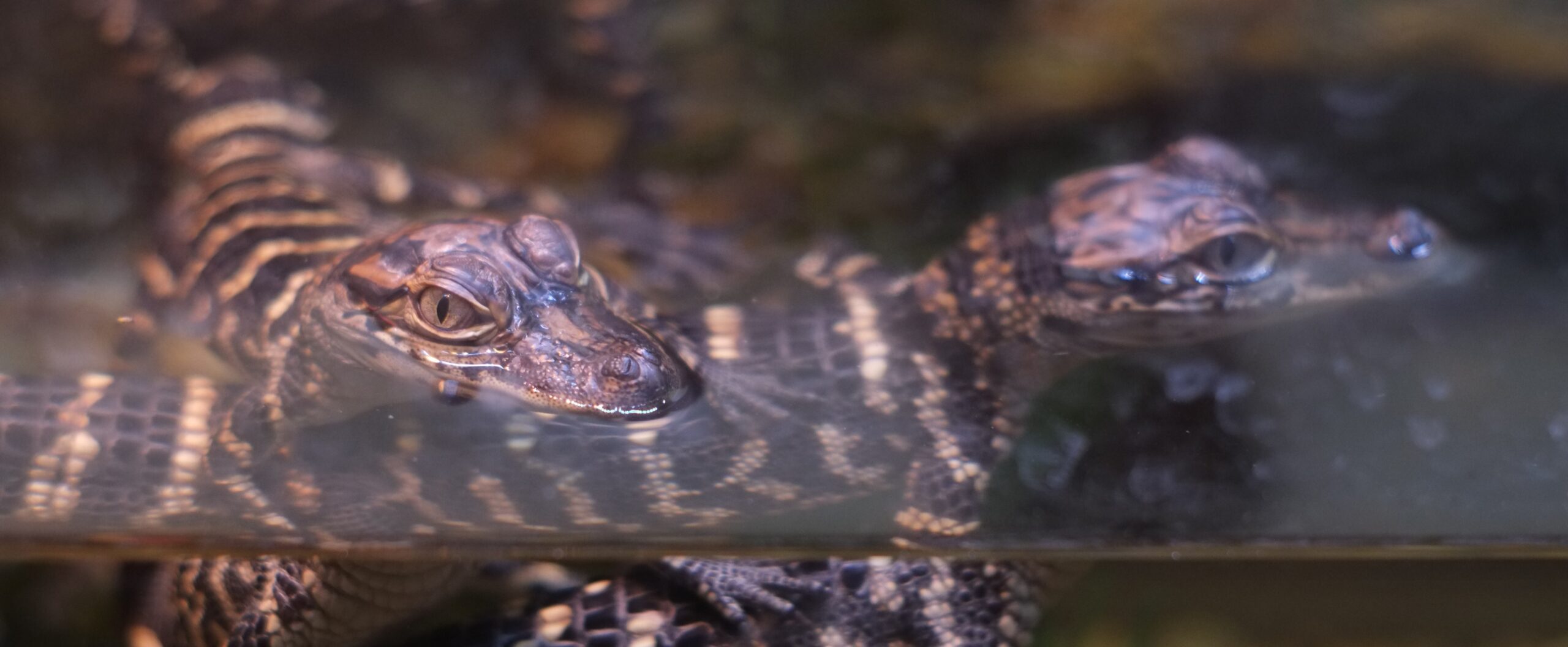 Hawk on the Loose in State Park! My visit to Brazos Bend