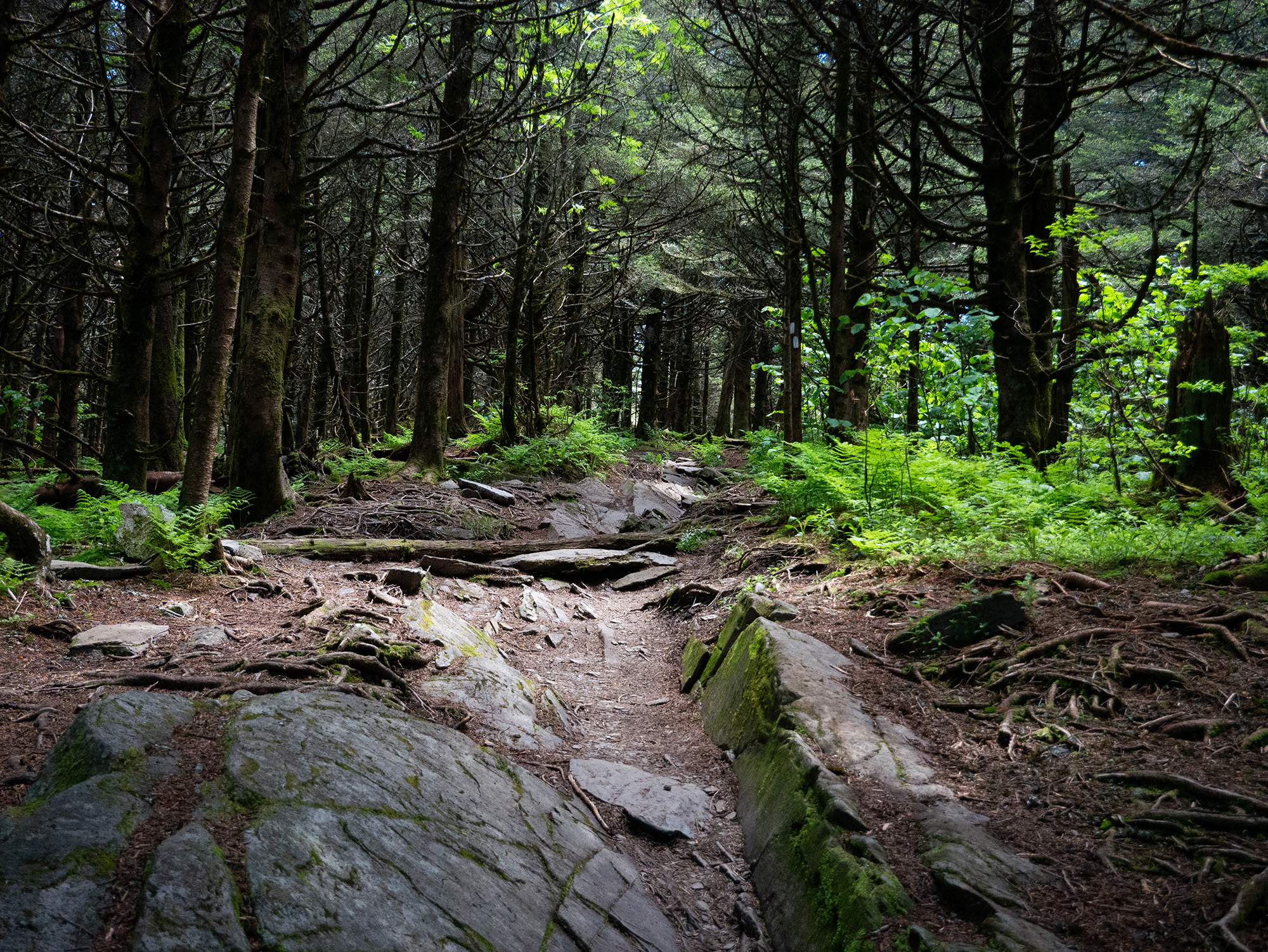 “Forest Corridor”